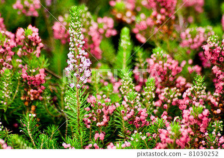 Small pink flowers spreading in the flower field 81030252