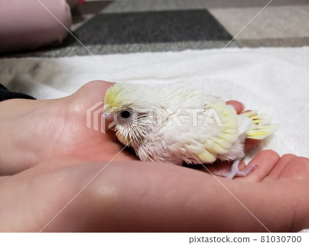 Budgerigar chicks (horizontal) 81030700
