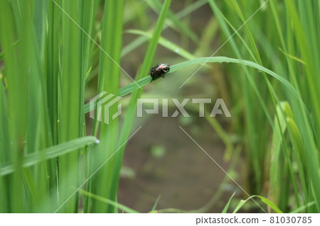 White beetle that shines wet in the rain White beetle that shines wet in the rain 81030785