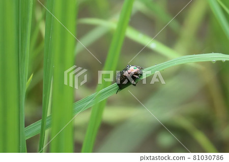 White beetle that shines wet in the rain White beetle that shines wet in the rain 81030786