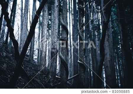 Amazing forest 81030885