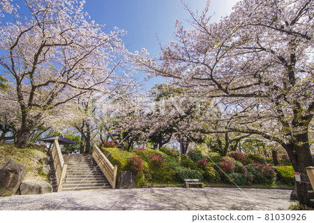 Asukiyama park of spring where cherry blossoms bloom 81030926