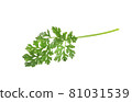 Fresh coriander leaves isolated on white background 81031539