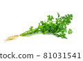 Fresh coriander leaves isolated on white background 81031541