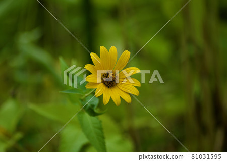 用微距鏡頭拍攝的植物世界 用微距鏡頭拍攝的植物世界 81031595