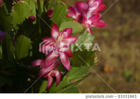 仙人 仙人 81031663