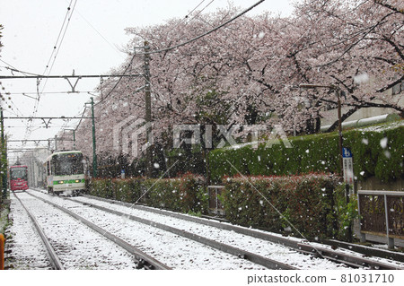 Snow falls on the cherry blossoms in full bloom. Cherry blossoms in full bloom, snow, and the Toden streetcar, with the tracks covered in white. I couldn't help but take photos of this unusual sight. Snow falls on the cherry blossoms in full bloom. Cherry blossoms in full bloom, snow, and the Toden streetcar, with the tracks covered in white. I couldn't help but take photos of this unusual sight. 81031710