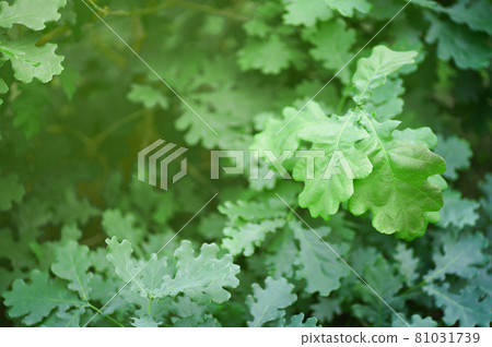 Green oak leaves close-up with sunlight 81031739