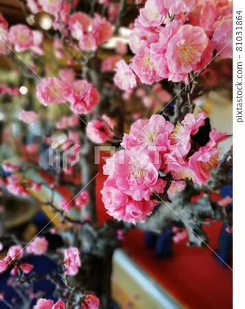 Nagahama Bonsai Exhibition_Shiga Prefecture Nagahama Bonsai Exhibition_Shiga Prefecture 81031864