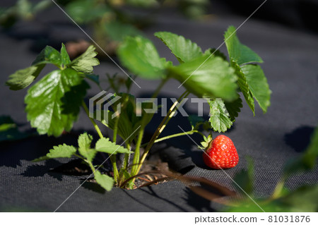 A close-up of a bed with strawberries is covered with a black cloth. A close-up of a bed with strawberries is covered with a black cloth. 81031876