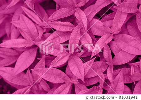 Phlox background of rose leaves close-up 81031941