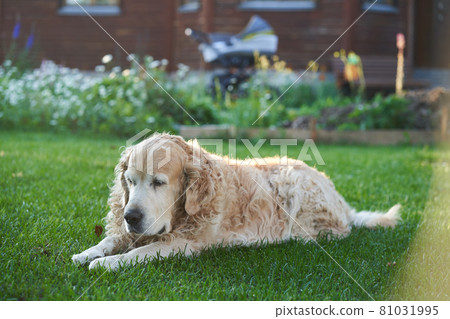 are labrador retrievers purebred