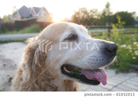 The dog is a white Labrador retriever sitting looking away 81032013