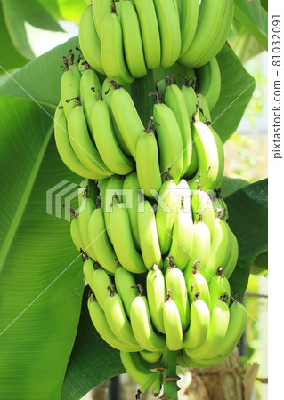 Banana tropical Banana tropical 81032091
