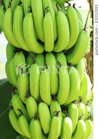 Banana tropical Banana tropical 81032093