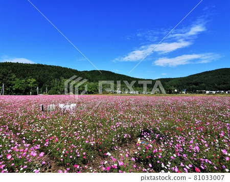 Cosmos field (Abashiri City, Hokkaido, Lake Omagari Garden) Cosmos field (Abashiri City, Hokkaido, Lake Omagari Garden) 81033007