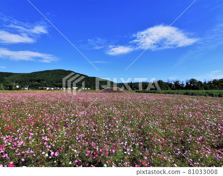 波斯菊場（北海道網走市、大曲湖庭園） 81033008