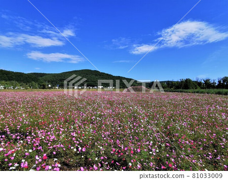 波斯菊場（北海道網走市、大曲湖庭園） 81033009