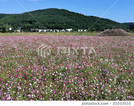 波斯菊場（北海道網走市、大曲湖庭園） 81033010