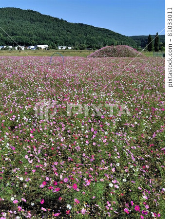 Cosmos field (Abashiri City, Hokkaido, Lake Omagari Garden) Cosmos field (Abashiri City, Hokkaido, Lake Omagari Garden) 81033011