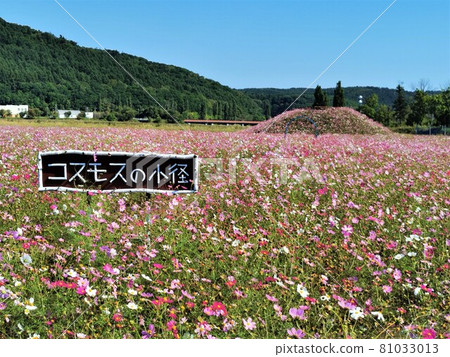 波斯菊場（北海道網走市、大曲湖庭園） 81033013