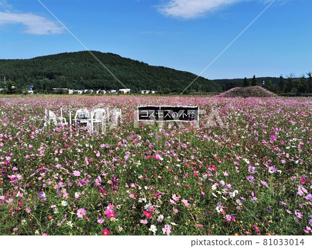波斯菊場（北海道網走市、大曲湖庭園） 81033014