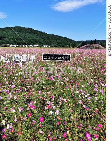 波斯菊場（北海道網走市、大曲湖庭園） 81033016