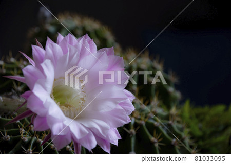 Cactus flower Cactus flower 81033095