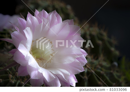 Cactus flower 81033096
