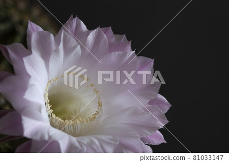 Cactus flower Cactus flower 81033147