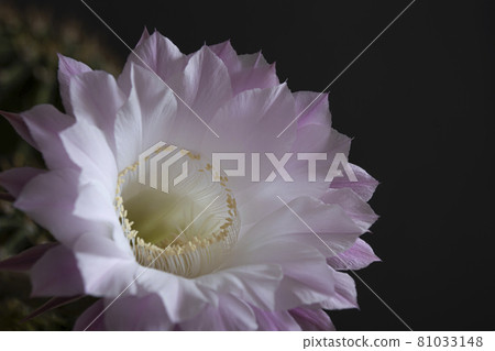 Cactus flower 81033148