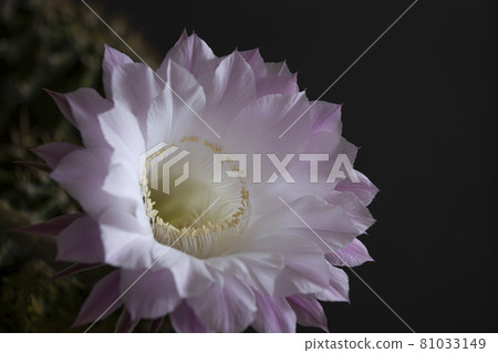 Cactus flower 81033149