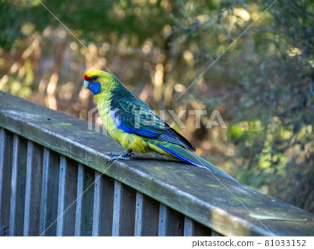 Pale-headed shark sainco colorful bird in Australia Pale-headed shark sainco colorful bird in Australia 81033152