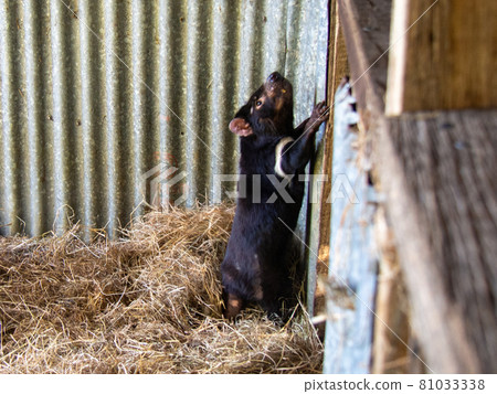 Tasmanian devil getting food 81033338