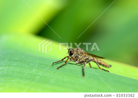 Empis Livida perched on a green plant 81033382