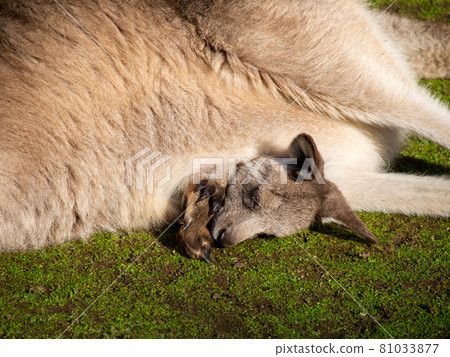 Kangaroo baby up with a face out of his pocket 81033877