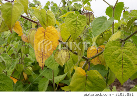 Cape gooseberry or goldenberry or Physalis peruviana plants with leaves and fruits 81033881