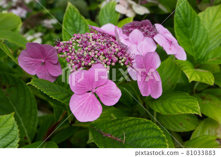 Hydrangea macrophylla or hortensia bright pink inflorescence with pentamerous and tetramerous flowers 81033883