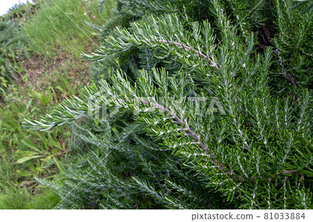 Rosemary or salvia rosmarinus decorative branches with evergreen, needle-like leaves. Rosemary or salvia rosmarinus decorative branches with evergreen, needle-like leaves. 81033884