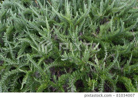 Salvia rosmarinus or rosemary twisted branches with fragrant, evergreen, needle-like leaves. 81034007