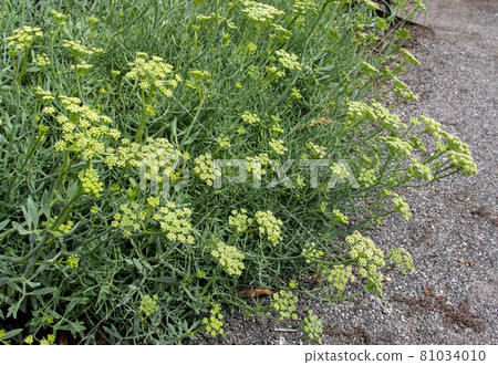 Crithmum maritimum or rock samphire or sea fennel flowers closeup. Crithmum maritimum or rock samphire or sea fennel flowers closeup. 81034010