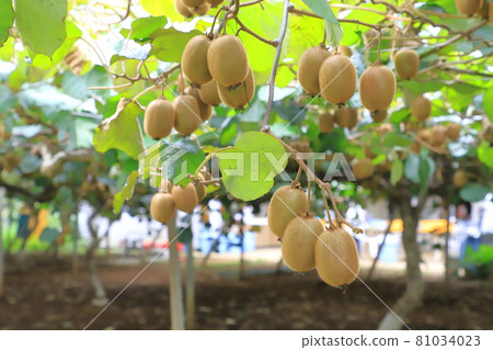 Kiwifruit that grows fluffy 81034023