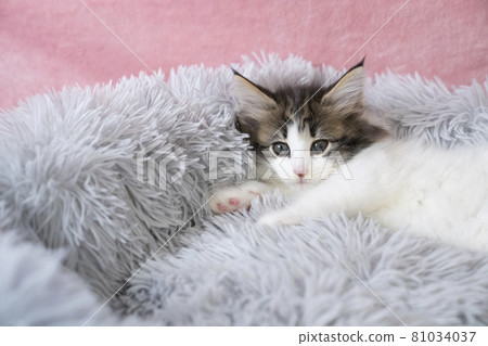 Norwegian Forest Cat kitten in a fluffy bed Norwegian Forest Cat kitten in a fluffy bed 81034037