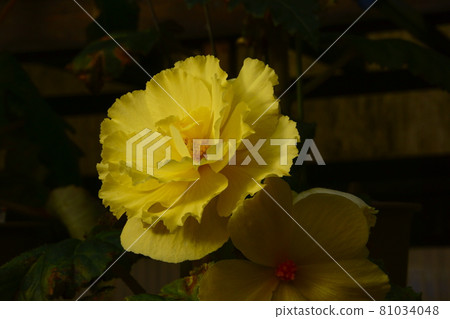 Bulgaria Begonia 81034048
