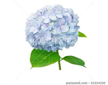 Hydrangea macrophylla or hortensia light blue flower and green leaves branch isolated on white 81034200