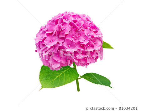 Hortensia or hydrangea macrophylla bright pink flower and green leaves branch isolated on white 81034201
