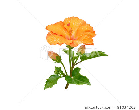 Hibiscus bright yellow tropical flower and buds branch isolated on white Hibiscus bright yellow tropical flower and buds branch isolated on white 81034202