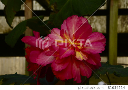 Bulgaria Begonia 81034214