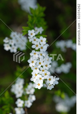 宣布春天到來的繡線菊 81034262