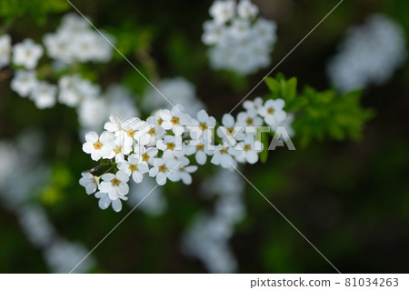 宣布春天到來的繡線菊 81034263